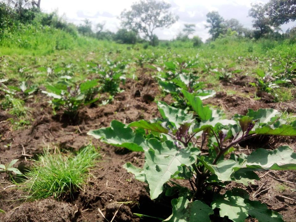 Sustainable agriculture, eggs plant